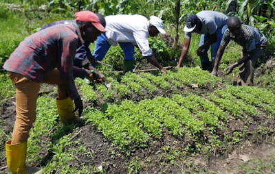 Plantation de légumes