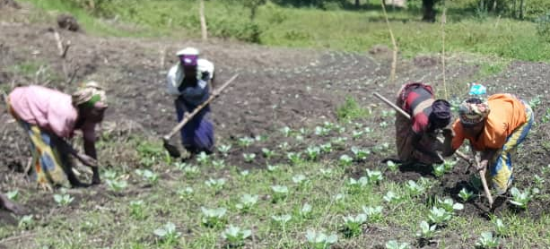 Plantation de légumes